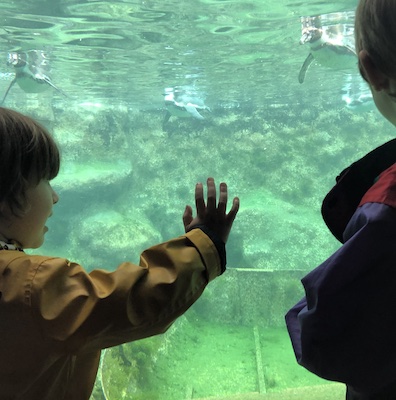 Two children watch penguins swimming underwater through a glass wall